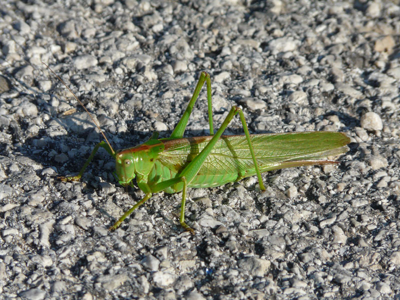 Genere Tettigonia?